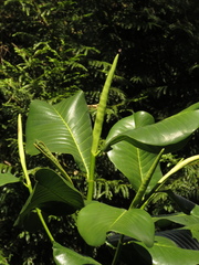Magnolia yarumalensis
