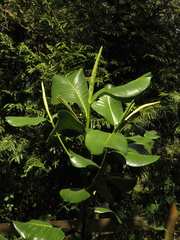 Magnolia yarumalensis