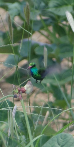 Glittering-bellied Emerald