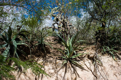 Agave vilmoriniana