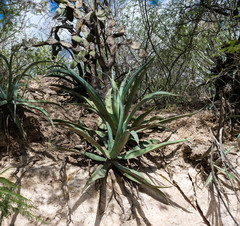 Agave vilmoriniana