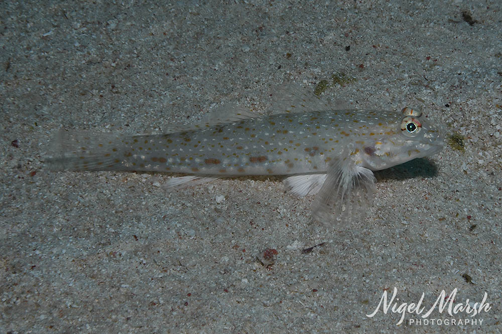Brown-Speckled Sand-Goby photo 7