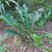 Anthurium schlechtendalii - Photo (c) blkvulture,  זכויות יוצרים חלקיות (CC BY-NC), הועלה על ידי blkvulture