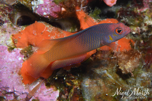 Cypho purpurascens