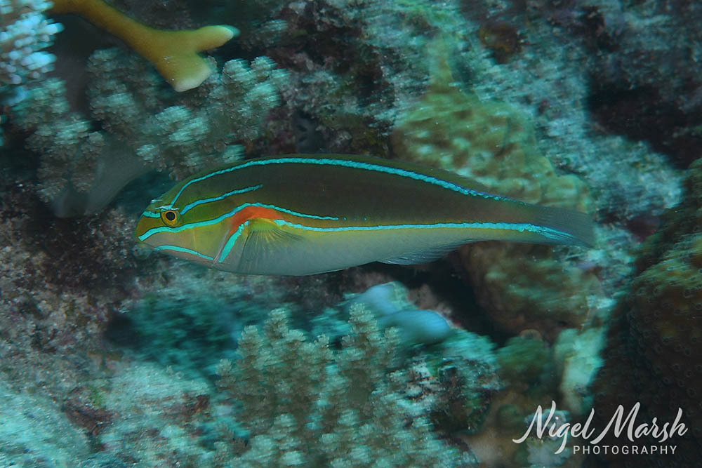 Banda wrasse (Stethojulis bandanensis) — Labridae