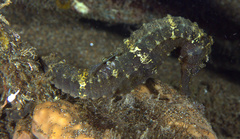 Hippocampus comes