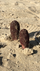 Cynomorium coccineum