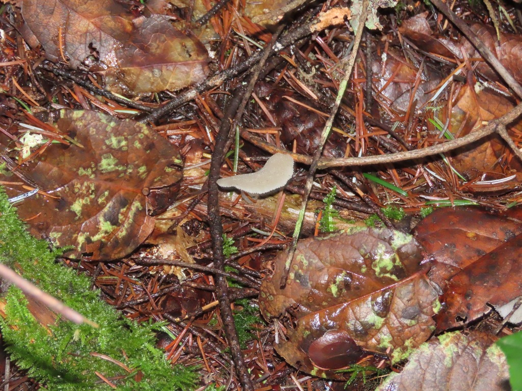 Pseudohydnum gelatinosum · January 2026 · photo: © enspring (iNaturalist, cc0)