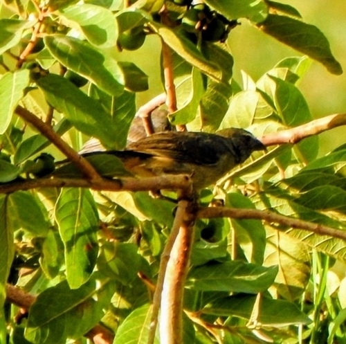 Bluish-grey Saltator (Saltator coerulescens), photo 7