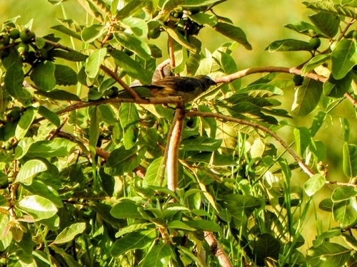 Bluish-grey Saltator (Saltator coerulescens), photo 8