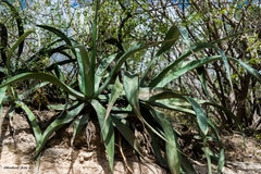 Agave vilmoriniana