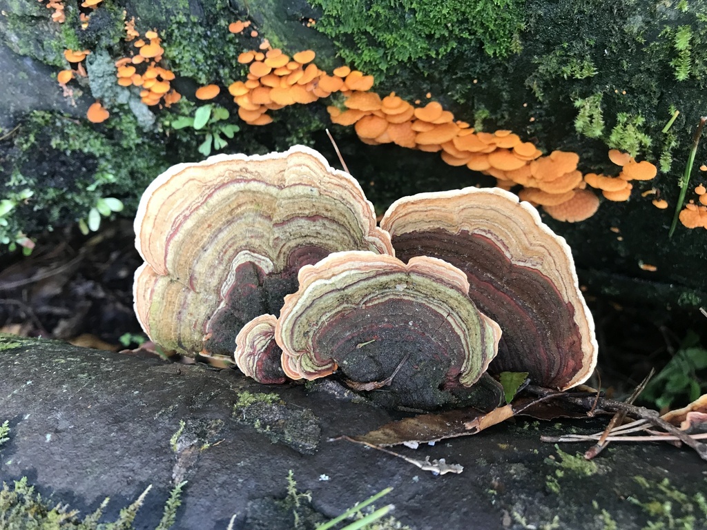 Stereum ostrea · January 2026 · photo: © emmaburns (iNaturalist, cc-by)