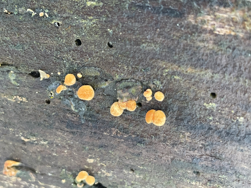 Phyllotopsis nidulans · January 2026 · photo: © jackbattle6 (iNaturalist, cc-by)