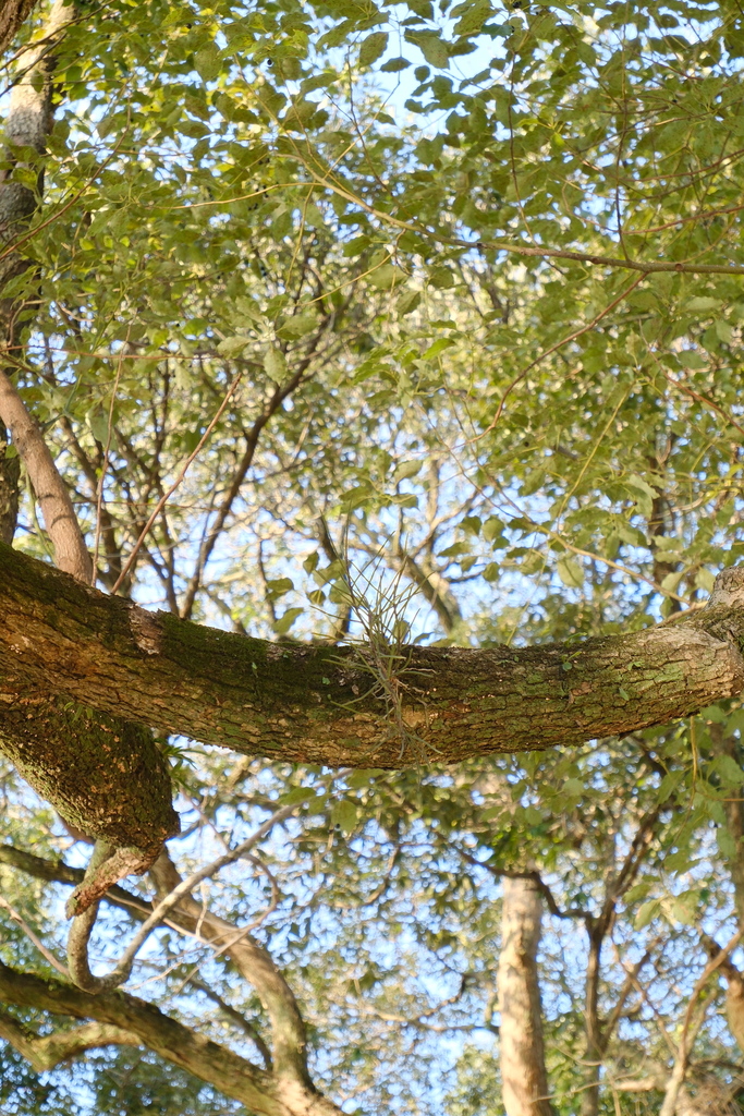 Luisia hancockii