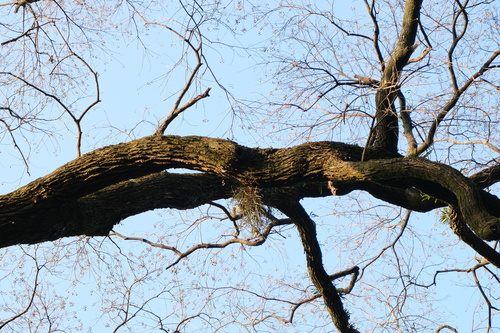 Luisia hancockii, photograph 2