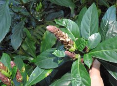 Justicia ventricosa