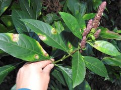 Justicia ventricosa