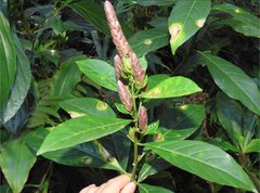 Justicia ventricosa