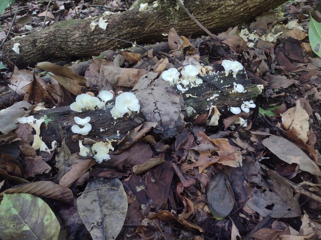 Favolus brasiliensis · December 2025 · photo: © claricedorocinski (iNaturalist, cc-by)