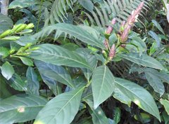 Justicia ventricosa
