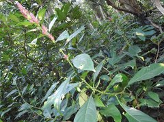 Justicia ventricosa