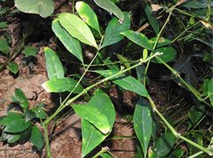 Justicia ventricosa