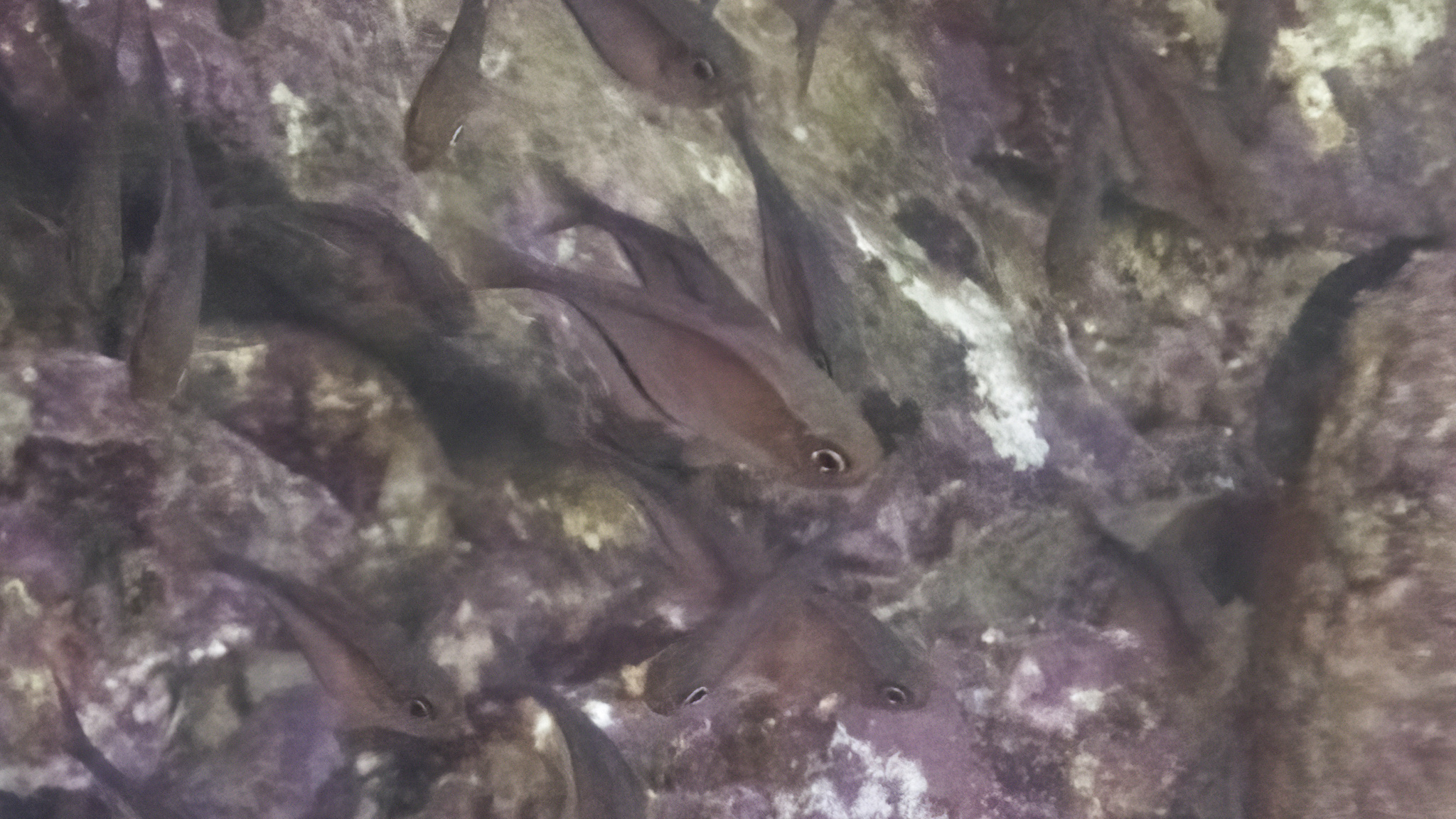 Glassy Sweeper photo 5