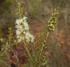 Melaleuca lanceolata