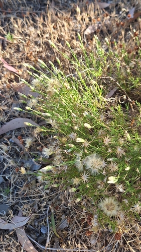 Vittadinia blackii, photograph 6