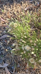 Vittadinia blackii, photograph author not stated, no rights reserved