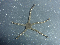 Ophioderma panamense