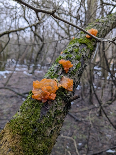 Golden Jelly Fungus