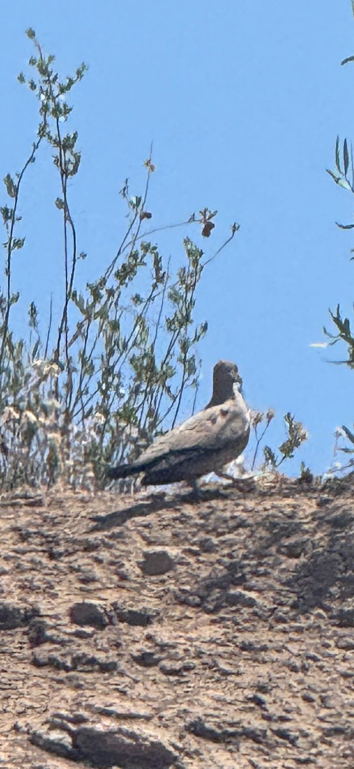 Black-winged Ground Dove (Metriopelia melanoptera), photo 3