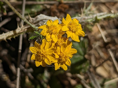 San Mateo woolly sunflower (Eriophyllum latilobum)