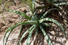 Agave vilmoriniana
