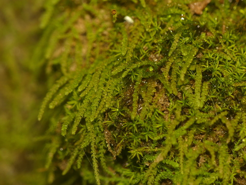 Myurella sibirica observed 2026-01-06