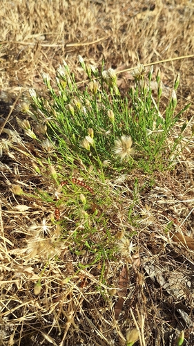 Vittadinia blackii, photograph 5