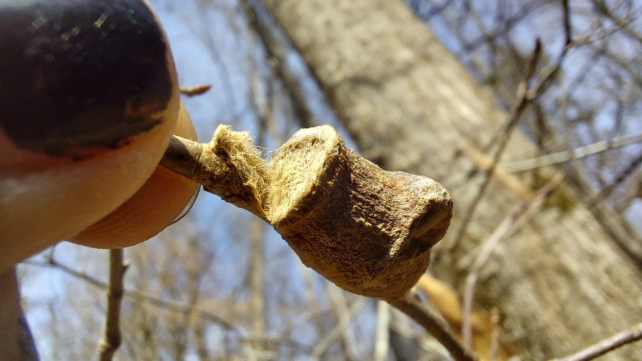 Southern Flannel Moth in Austin, TX - Slide 6