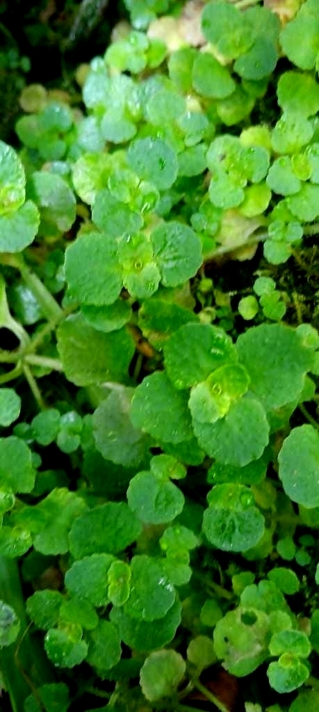Imagem de Chrysosplenium oppositifolium