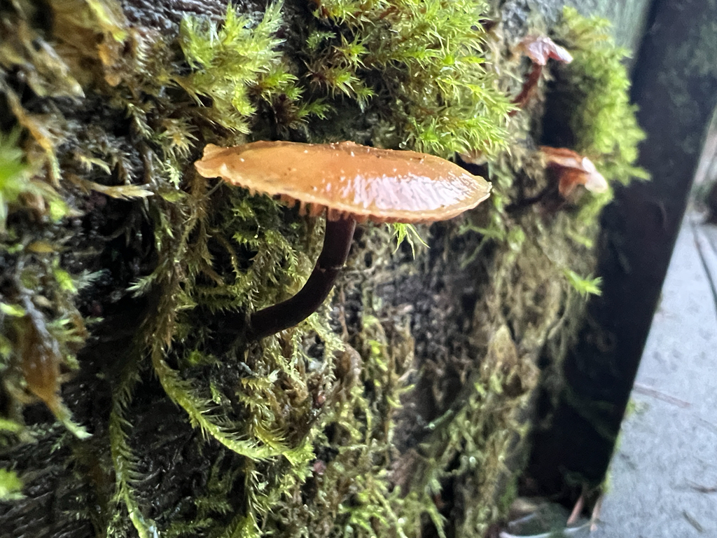 Galerina marginata · January 2026 · photo: © moorebuesing (iNaturalist, cc0)