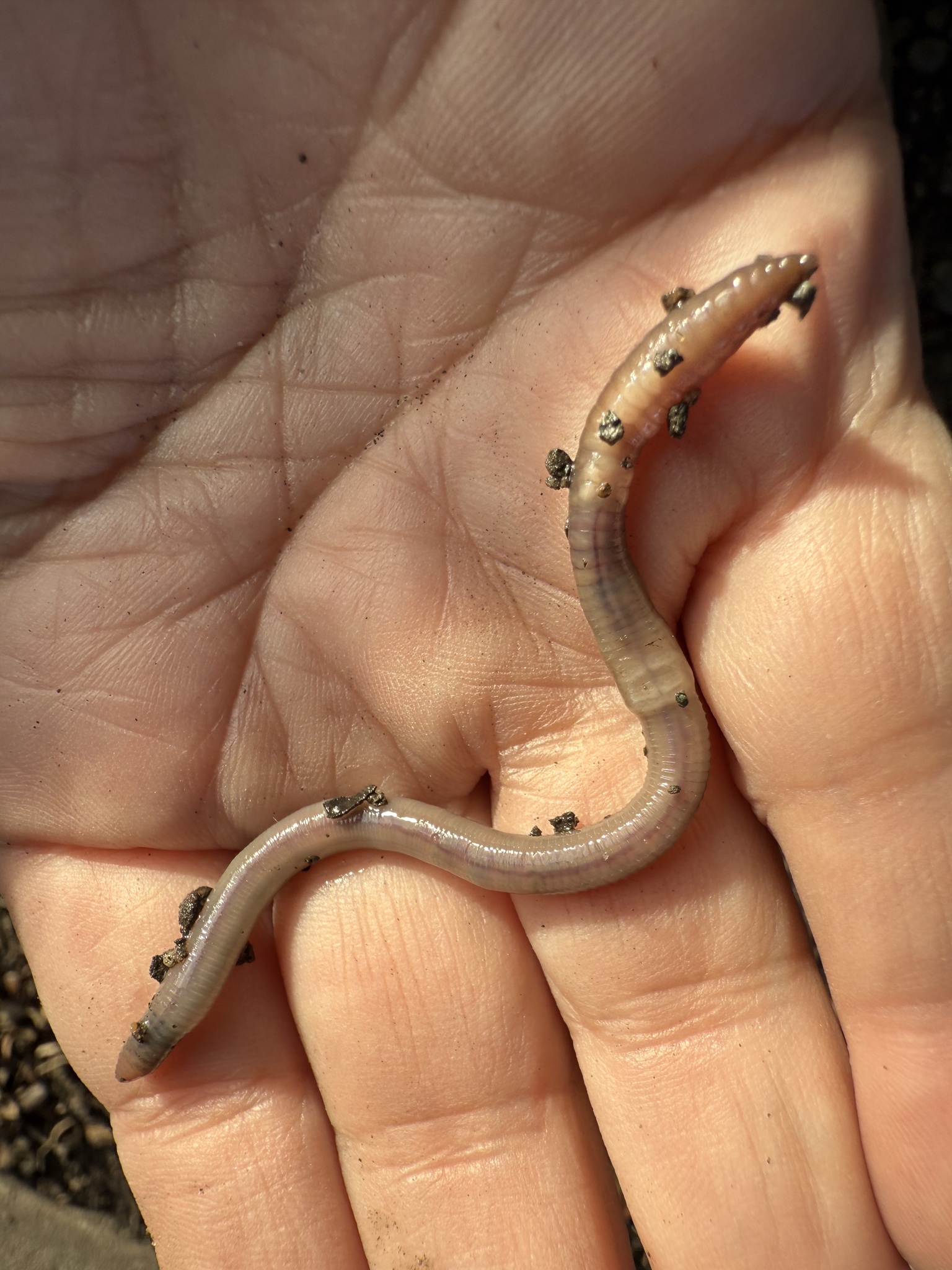 Aporrectodea caliginosa trapezoides (Dugés, 1828)