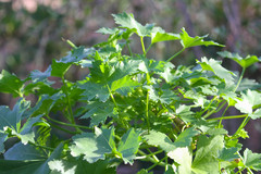Malva assurgentiflora