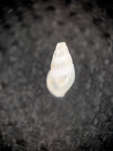 Parvanachis obesa observed 2026-01-07