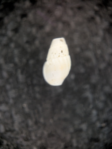 Parvanachis obesa observed 2026-01-07
