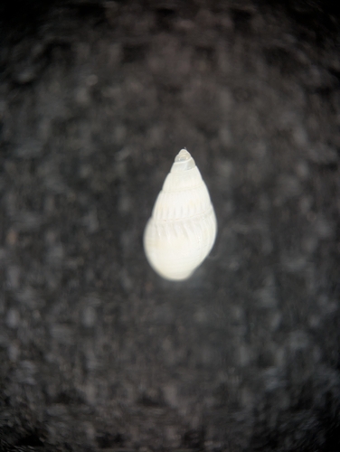 Parvanachis obesa observed 2026-01-07