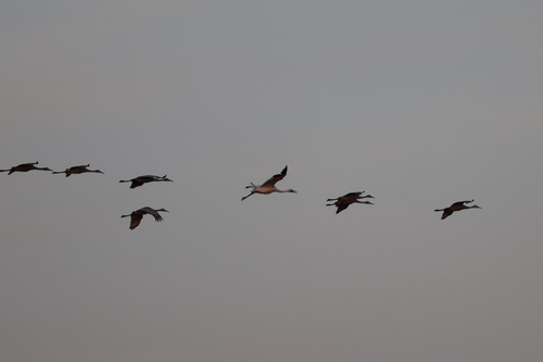 Whooping Crane (Grus americana), photo 5