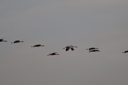 Whooping Crane (Grus americana), photo 6