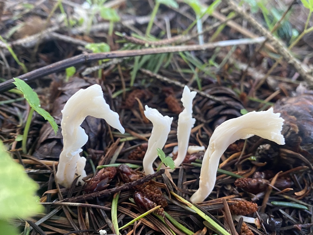 Clavulina rugosa · January 2026 · photo: © katharinegk (iNaturalist, cc-by)