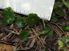 Hydrocotyle ramiflora