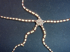 Ophionereis reticulata image